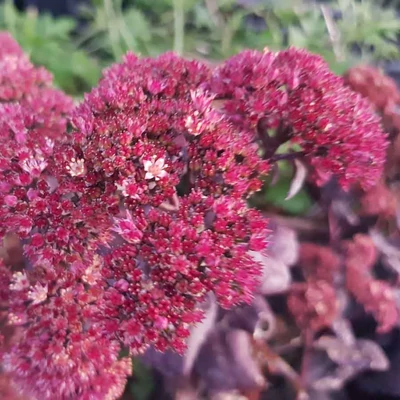 Sedum hylotelephium 'Touchdown Teak' – Rőt varjúháj