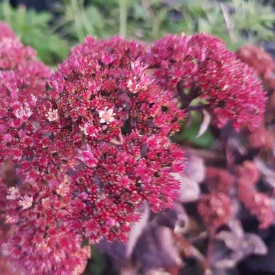 Sedum hylotelephium 'Touchdown Teak' – Rőt varjúháj