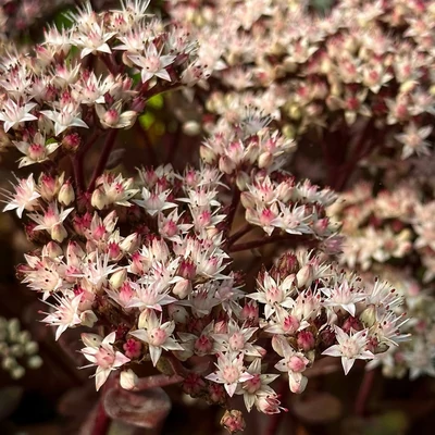 Sedum 'Matrona' - Varjúháj (rózsaszín virág, bordó száron)
