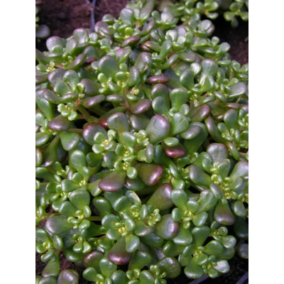 Sedum oreganum – Oregoni varjúháj