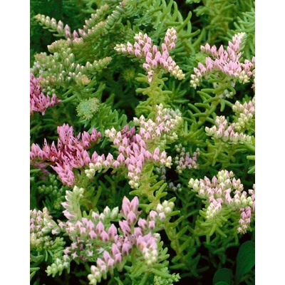 Sedum pulchellum 'Sea Star' - Csinos varjúháj