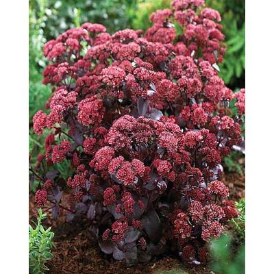 Sedum 'Purple Emperor' – Varjúháj