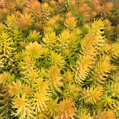 Sedum reflexum 'Gold' – Kövi varjúháj