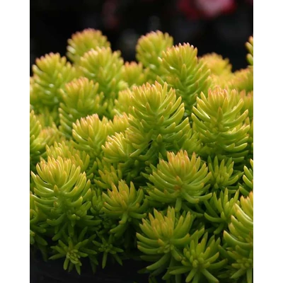 Sedum reflexum 'Yellow Cushion' – Kövi varjúháj