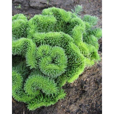 Sedum rupestre 'Cristatum' – Kövi varjúháj