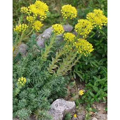 Sedum rupestre – Kövi varjúháj