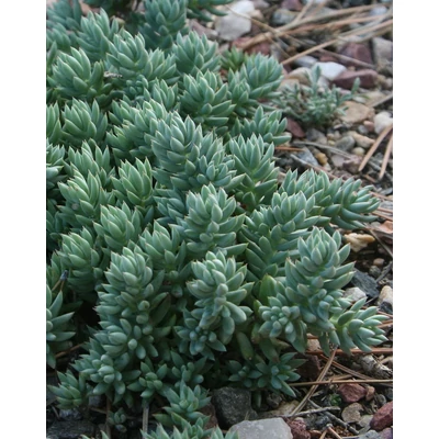 Sedum sediforme 'Silver' – Termetes varjúháj