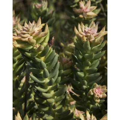 Sedum sediforme – Termetes varjúháj