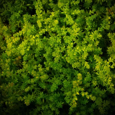 Sedum sexangulare - Hatsoros varjúháj