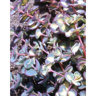 Sedum sieboldii 'Mediovariegatum' - Októberi varjúháj