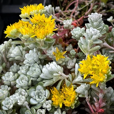 Sedum spatulifolium 'Cape Blanco' - Spatulalevelû varjúháj (sárga)