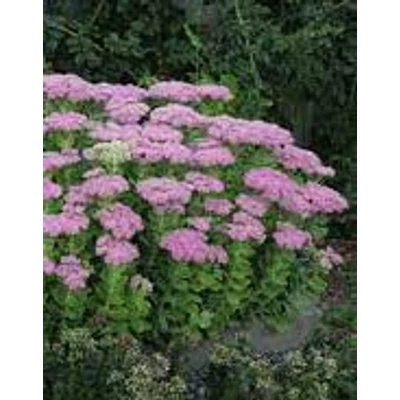Sedum spectabile – Pompás varjúháj