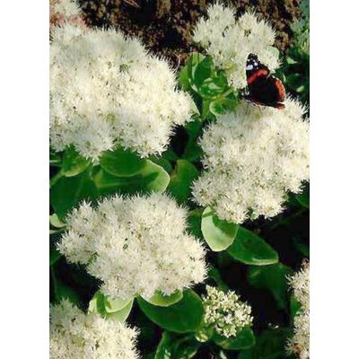 Sedum spectabile 'Stardust' – Pompás varjúháj