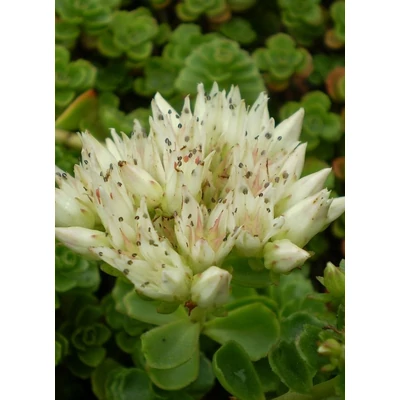Sedum spurium 'Album Superbum' - Kaukázusi varjúháj