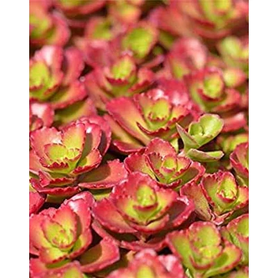 Sedum spurium 'Coccineum' – Kaukázusi varjúháj
