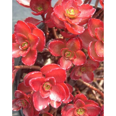 Sedum spurium 'Fuldaglut' - Kaukázusi varjúháj