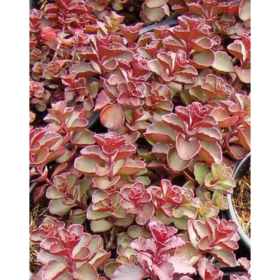 Sedum spurium 'Purpur Winter' - Kaukázusi varjúháj