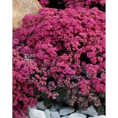 Sedum SunSparkler 'Firecracker' – Varjúháj