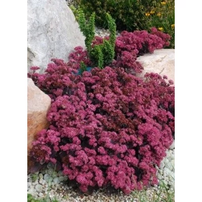 Sedum SunSparkler 'Plum Dazzled' – Varjúháj