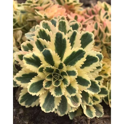 Sedum takesimense 'Atlantis' – Koreai varjúháj