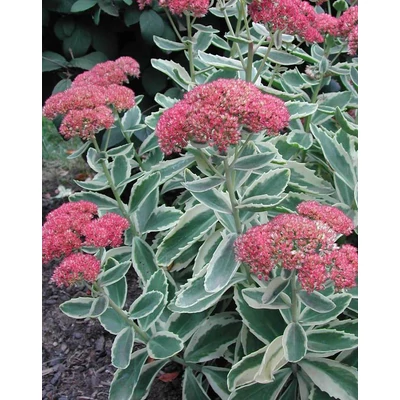 Sedum telephium Autumn Charm 'Lajos' – Hegyi varjúháj