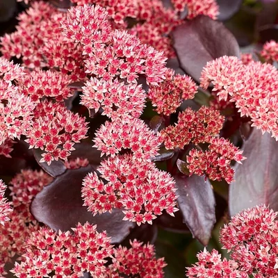 Sedum telephium 'Black Knight' – Varjúháj