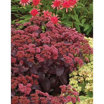 Sedum telephium 'Cherry Truffle' – Hegyi varjúháj