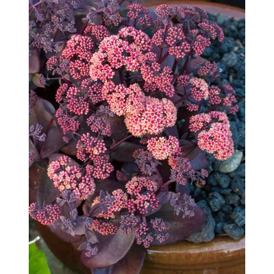 Sedum telephium 'Oriental Dancer' – Hegyi varjúháj