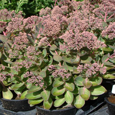Sedum Telephium Seduction Pink Passion Green Pink K rp ti hegyi Sedum Telephium Seduction Pink Passion Green Pink K rp ti hegyi