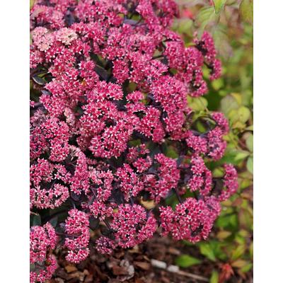 Sedum telephium 'Seduction Rosé Solirée' – Kárpáti (hegyi) varjúháj