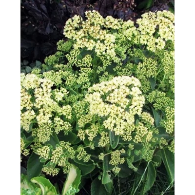 Sedum telephium 'Sunkissed' - Kárpáti varjúháj
