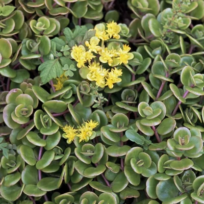 Sedum tetractinum – Varjúháj