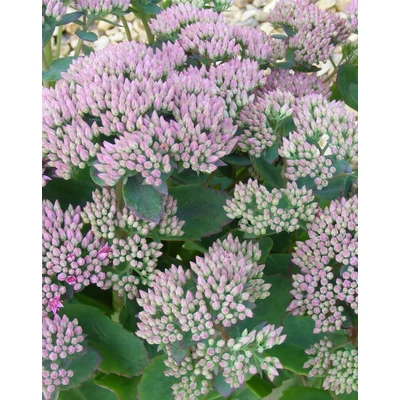 Sedum 'Thundercloud' – Varjúháj