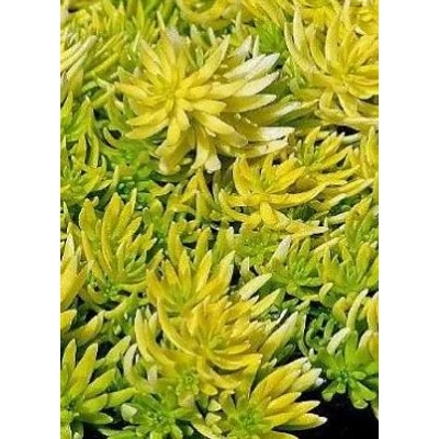 Sedum 'Winter Lemon' – Varjúháj