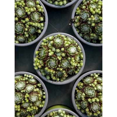 Sempervivum arachnoideum - Pókhálós kövirózsa