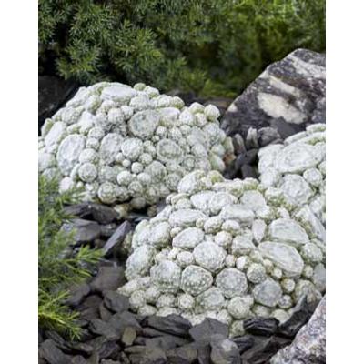 Sempervivum 'Arctic White'® – Kövirózsa