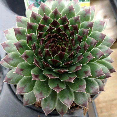 Sempervivum Chick Charms® 'Appletini' (syn.: 'Reinhard') – Kövirózsa