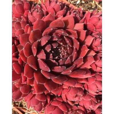 Sempervivum 'Coral Red'® – Kövirózsa
