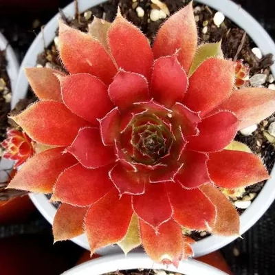 Sempervivum 'Draco' – Kövirózsa