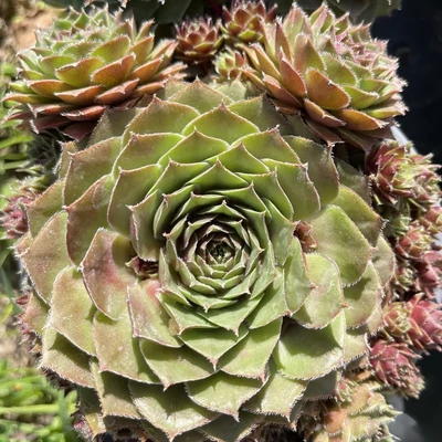 Sempervivum 'Draco' – Kövirózsa