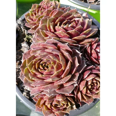 Sempervivum 'Granat' – Kövirózsa