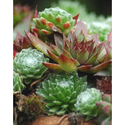 Sempervivum hybridum – Kövirózsa