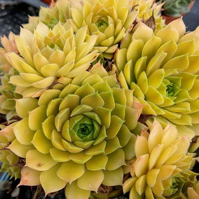 Sempervivum 'Leo' – Kövirózsa