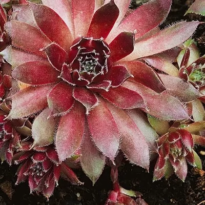Sempervivum 'Lipari' – Kövirózsa