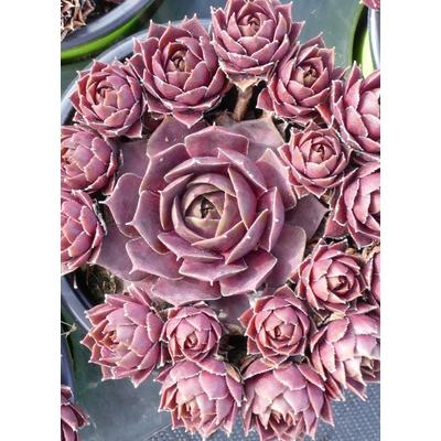 Sempervivum 'Othello' – Kövirózsa