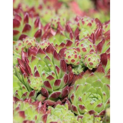 Sempervivum 'Perseus' – Kövirózsa