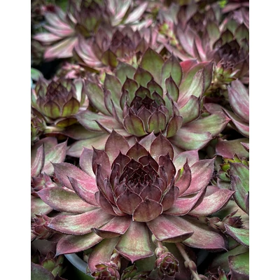 Sempervivum 'Rauer Kulm' – Kövirózsa