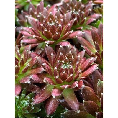 Sempervivum 'Silberkarneol' – Kövirózsa