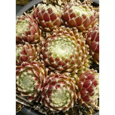 Sempervivum 'Sprite' – Kövirózsa