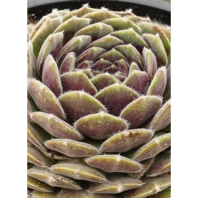 Sempervivum 'Weberianum' – Kövirózsa